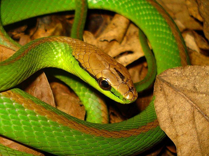 Philodryas olfersi @Biotropica.jpg