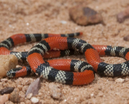 M FRONTALIS WILLIAM QUATMAN.png