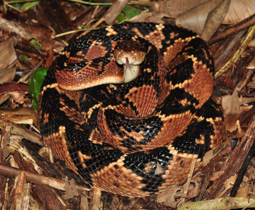 Lachesis muta @Biotropica.jpg