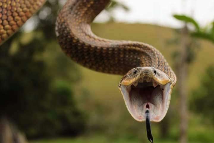 xenodon merremi.jfif