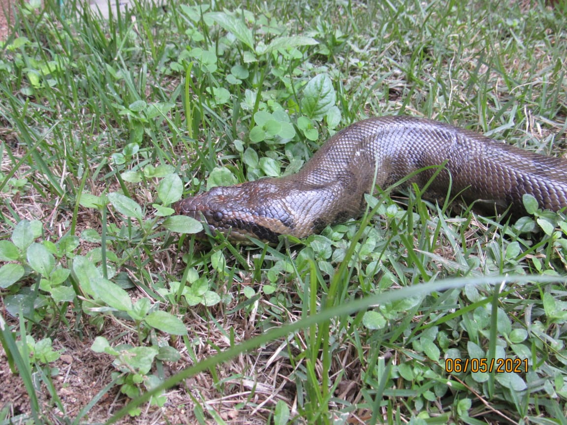 sucuri de realengo.jpeg