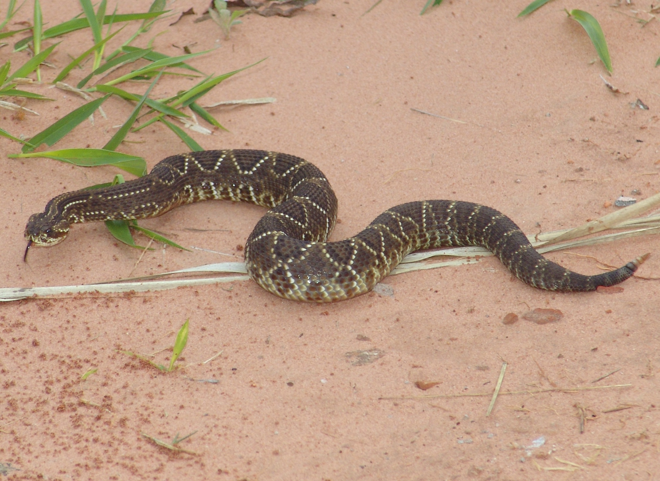cascavel Crotalus durissus terrificus.jpg